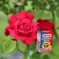 Substral-Srodek-grzybobojczy-i-owadobojczy-2w1-roza-kwiaty-100-ml-Producent-Substral.jpeg