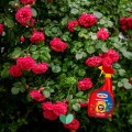 SUBSTRAL-Kompleksowa-Ochrona-2w1-Roza-na-mszyce-maczniak-rdze-spray-800-ml-Producent-Substral.jpeg