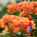 SUBSTRAL-Kompleksowa-Ochrona-2w1-Roza-na-mszyce-maczniak-rdze-spray-800-ml-Stan-opakowania-oryginalne.jpeg