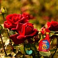 SUBSTRAL-Kompleksowa-Ochrona-2w1-Roza-na-mszyce-maczniak-rdze-spray-800-ml-Waga-1-kg.jpeg