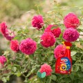 SUBSTRAL-Kompleksowa-Ochrona-2w1-Roza-na-mszyce-maczniak-rdze-spray-800-ml-Kod-producenta-Substral-Kwiaty-ROZA-2w1.jpeg